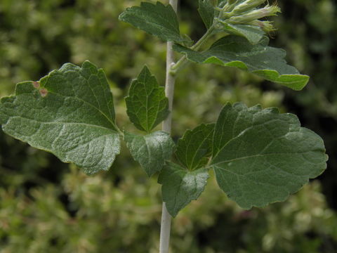 Image de Brickellia laciniata A. Gray