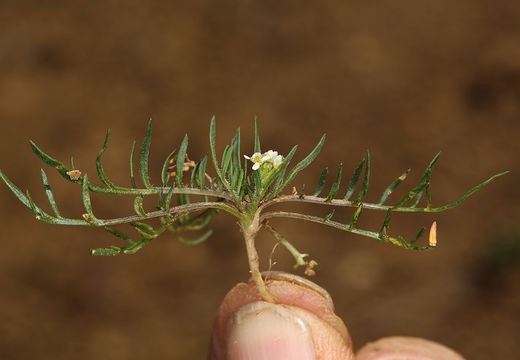 Image of shining pepperweed