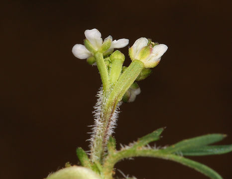 Image of shining pepperweed