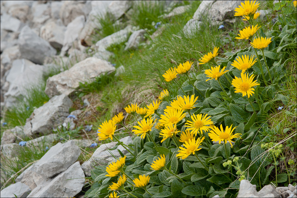 Image de Doronicum glaciale (Wulfen) Nym.