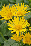 Image de Doronicum glaciale (Wulfen) Nym.