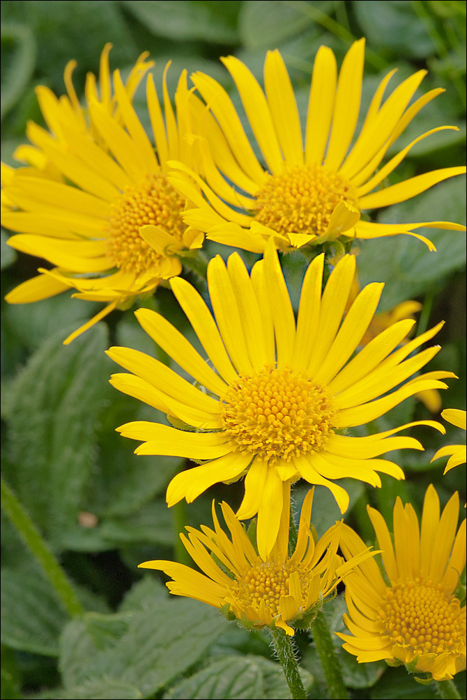 Image of Doronicum glaciale (Wulfen) Nym.