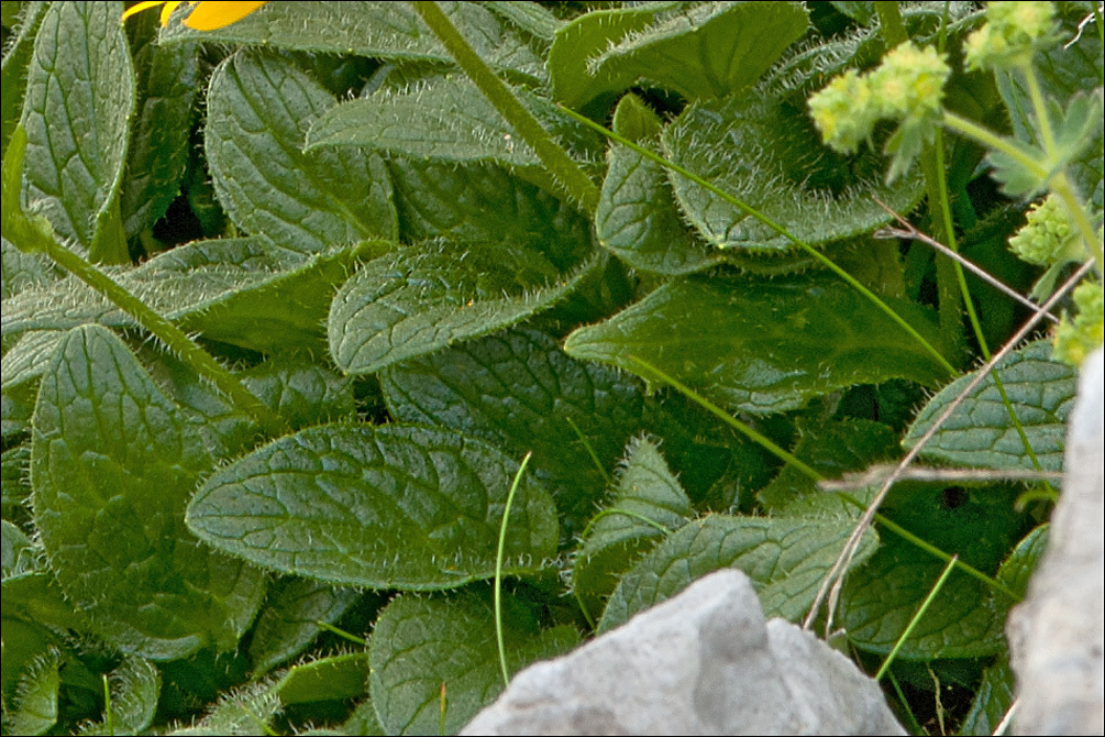 Image de Doronicum glaciale (Wulfen) Nym.