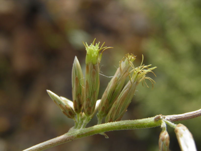 Imagem de Brickellia baccharidea A. Gray