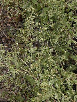 Image de Brickellia floribunda A. Gray