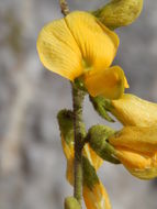 Plancia ëd Rhynchosia discolor M. Martens & Galeotti