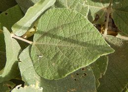 Plancia ëd Rhynchosia discolor M. Martens & Galeotti