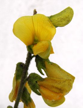 Image of Rhynchosia discolor M. Martens & Galeotti