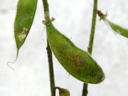 Plancia ëd Rhynchosia discolor M. Martens & Galeotti