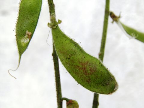 Image of Rhynchosia discolor M. Martens & Galeotti