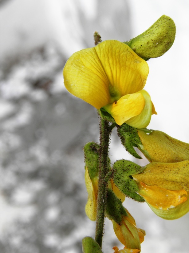 Plancia ëd Rhynchosia discolor M. Martens & Galeotti