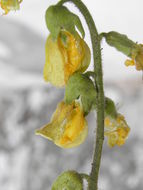 Plancia ëd Rhynchosia discolor M. Martens & Galeotti