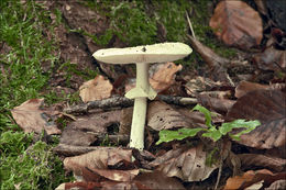 Image of False deathcap