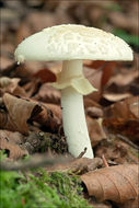 Image of False deathcap