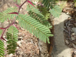 Image of <i>Acacia cochliacantha</i>