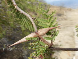 Image of <i>Acacia cochliacantha</i>