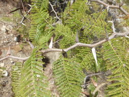 Image of <i>Acacia cochliacantha</i>