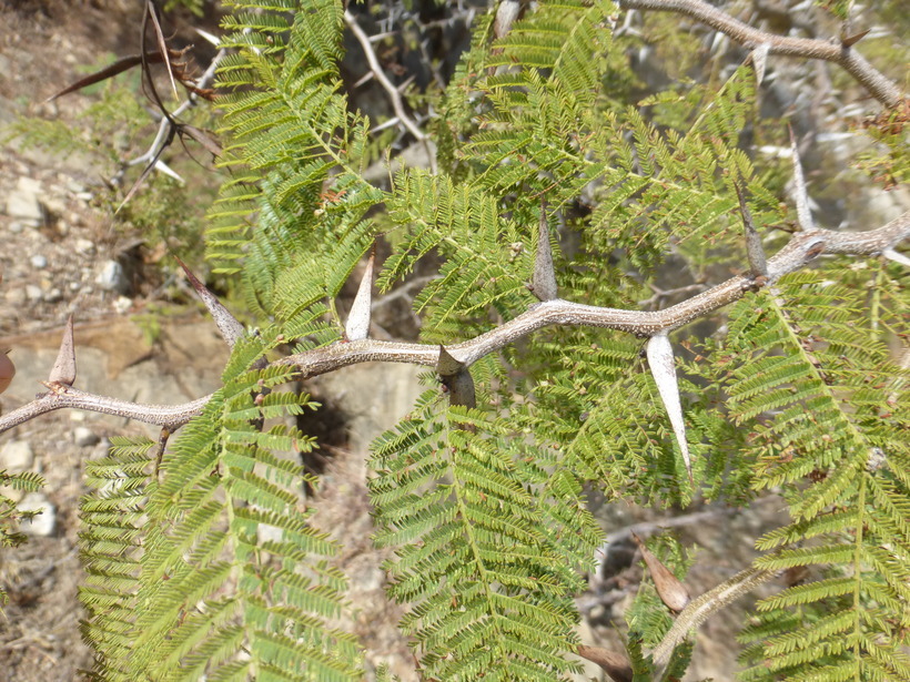 Image of <i>Acacia cochliacantha</i>