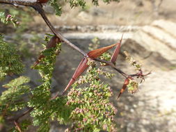 Image of <i>Acacia cochliacantha</i>