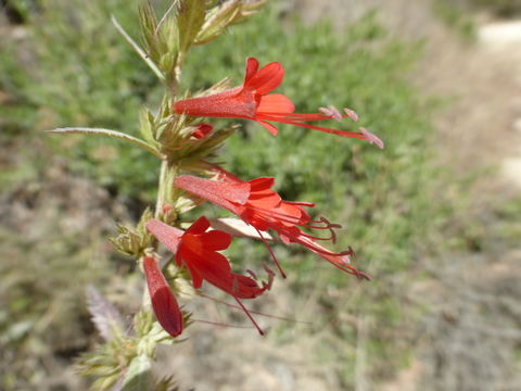 Image de Loeselia mexicana (Lam.) Brand