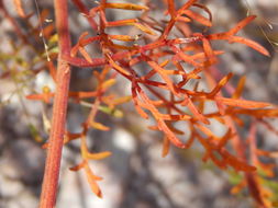 Image of Hymenothrix palmeri A. Gray