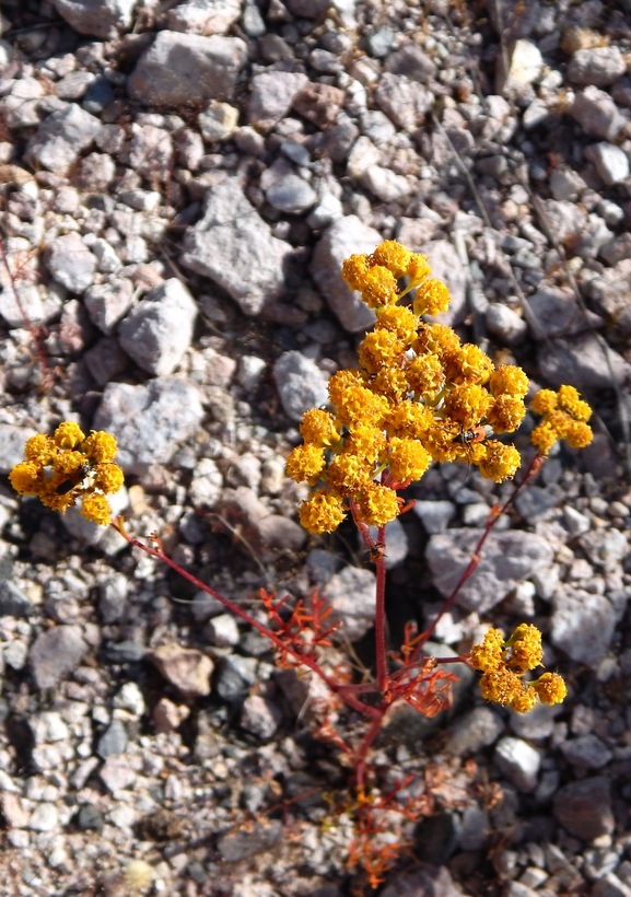 Image of Hymenothrix palmeri A. Gray