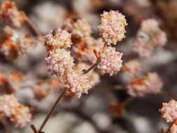 Image of Abert's buckwheat