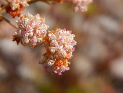 Image of Abert's buckwheat