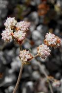 Image of Abert's buckwheat