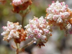 Image of Abert's buckwheat