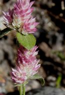 Gomphrena nitida Rothr. resmi