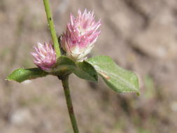 Imagem de Gomphrena nitida Rothr.