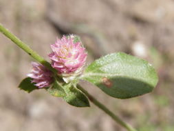 Imagem de Gomphrena nitida Rothr.