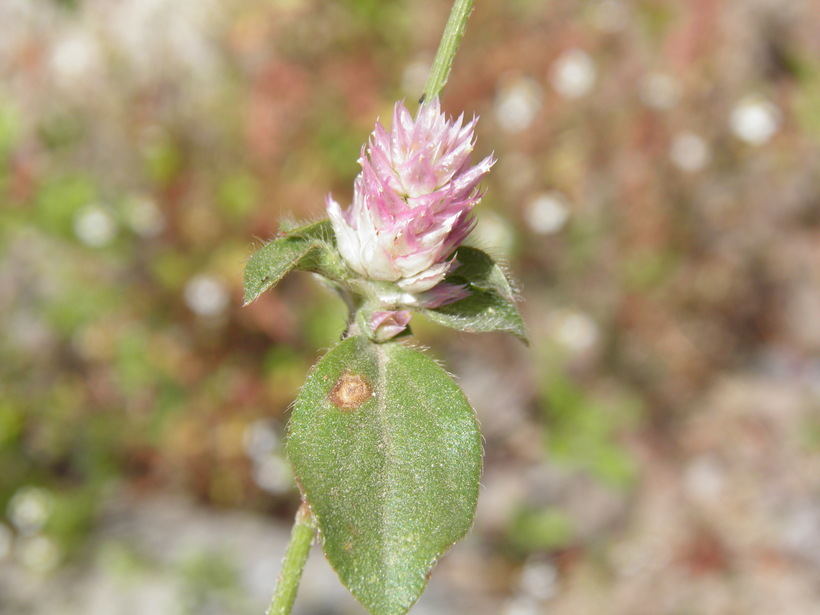 Imagem de Gomphrena nitida Rothr.