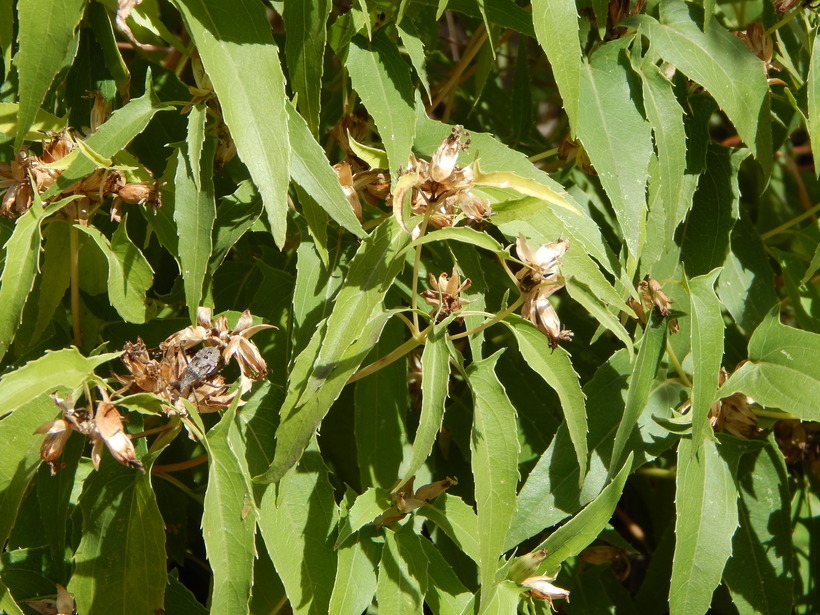 Plancia ëd Guardiola arguta (A. Gray) Robinson