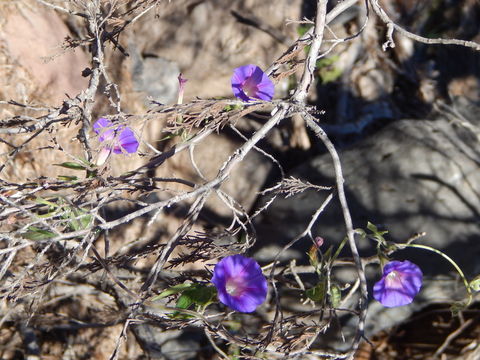 Image of tall morning-glory