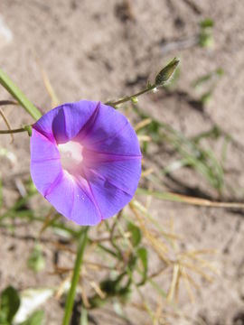 Слика од Ipomoea purpurea (L.) Roth