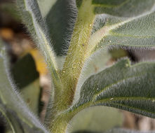 Image of hairy desertsunflower