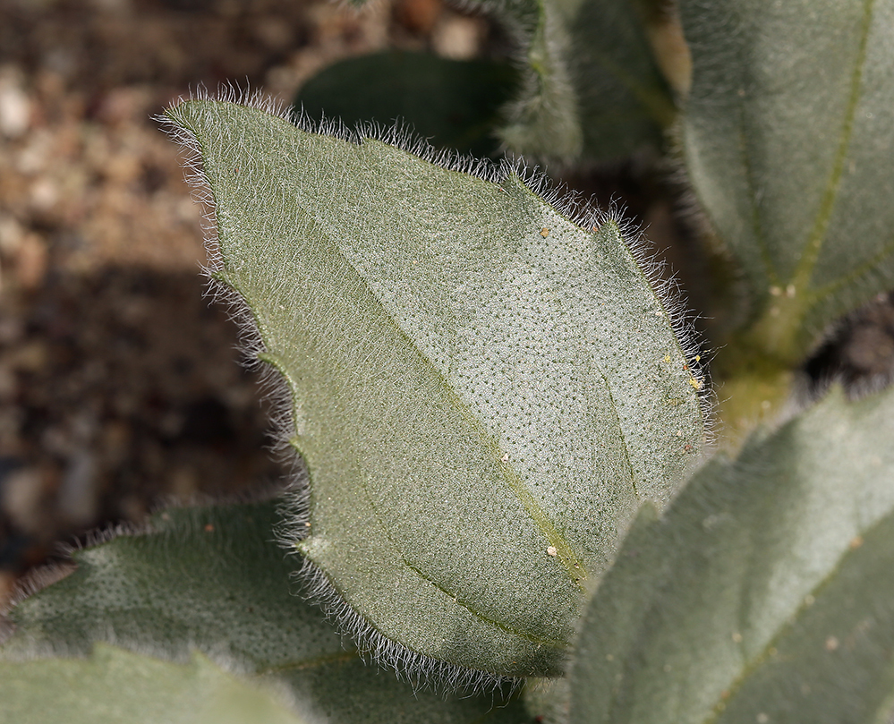 Image of hairy desertsunflower