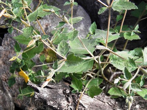 Image of whitestem blazingstar