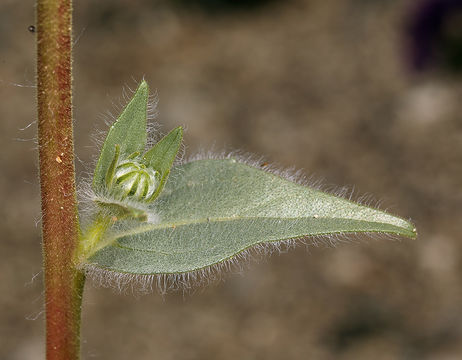 Image de Geraea canescens Torr. & A. Gray