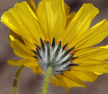 Image of hairy desertsunflower