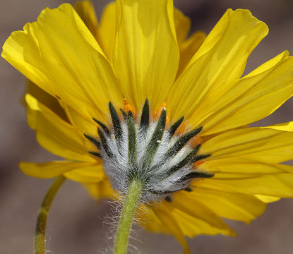 Geraea canescens Torr. & A. Gray的圖片