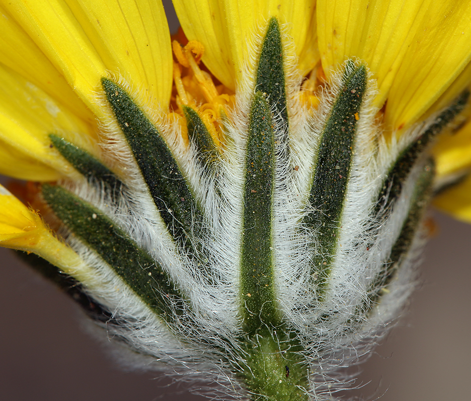 Image of hairy desertsunflower