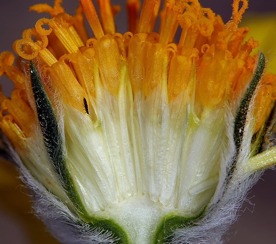 Image of hairy desertsunflower