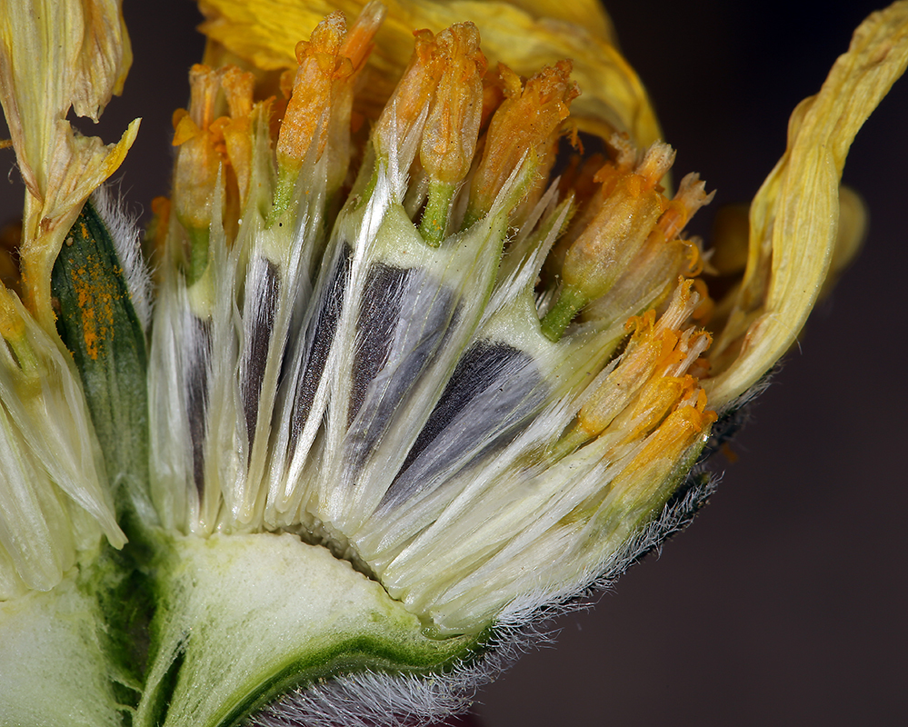 Image of hairy desertsunflower