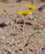 Image of hairy desertsunflower