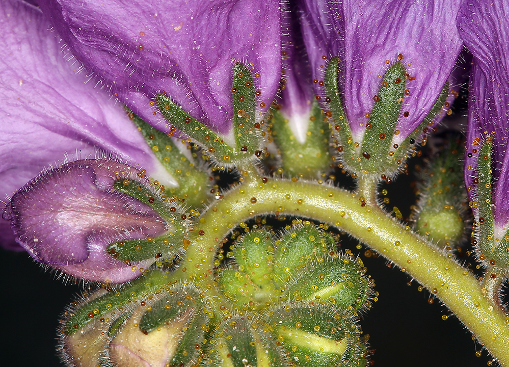 Image of calthaleaf phacelia