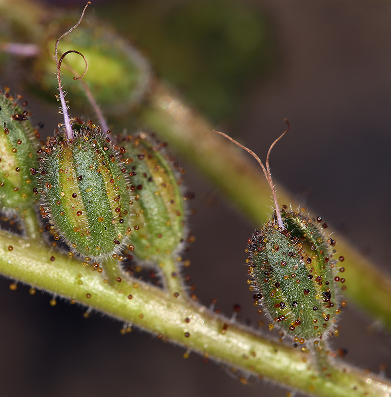 Image of calthaleaf phacelia