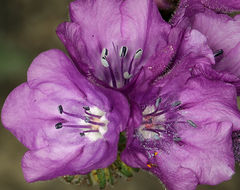 Image of calthaleaf phacelia